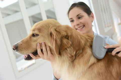 Expand Your Pet Grooming Business With A Groomit App Clone logo