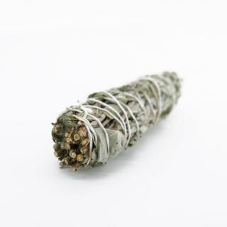 Tocha De Sálvia Branca - Startup logo and branding