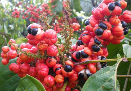 Largest segment driving the growth of Guarana Market logo
