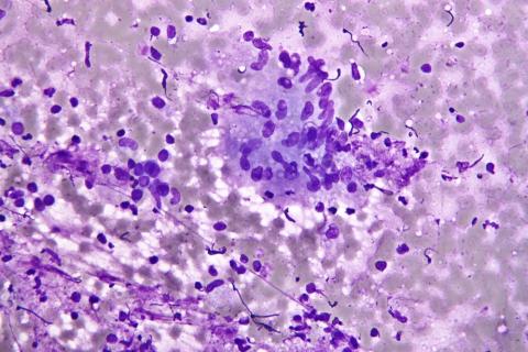 The Histology And Cytology Market is Estimated To Witness High Growth - Startup logo and branding