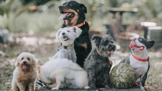 AGI Renters Condo Insurance: Your Ultimate Guide to Sanepo Coverage - Startup logo and branding