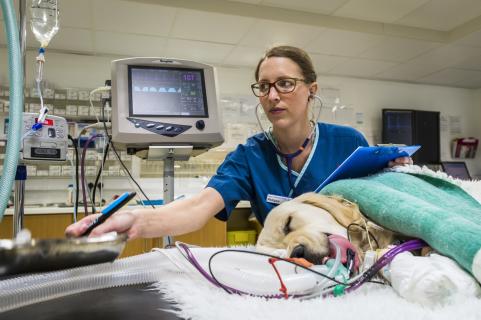 Rising Pet Ownership Worldwide of Veterinary Diagnostic Imaging Market logo