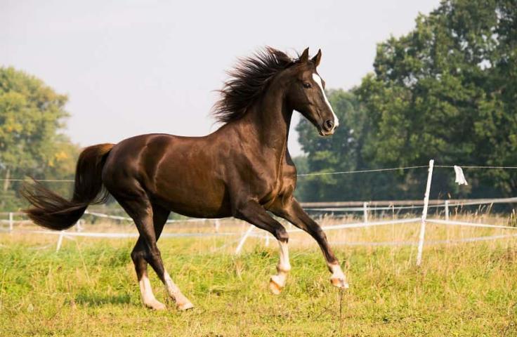 Looking for the perfect name for your Horse? logo