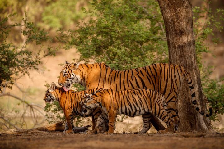 Experience the Adventure and Thrill of Kabini logo