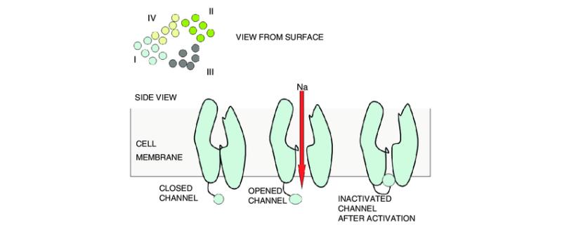 Global Sodium Channel Blockers Market Estimated To Witness High Growth - Startup logo and branding
